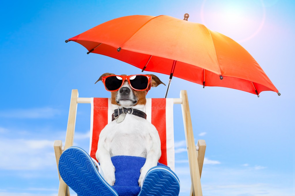 dog beach relax_99638168